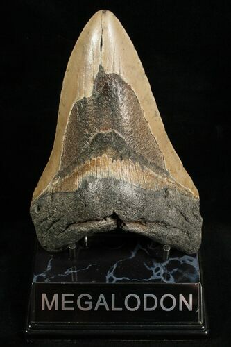 Bargain Megalodon Shark Tooth #6654